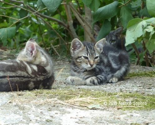 Self-confidence with picture of a mother cat protecting her kittens