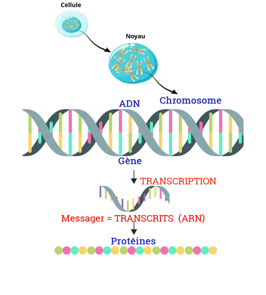 DNA RNA protein transcript cellule